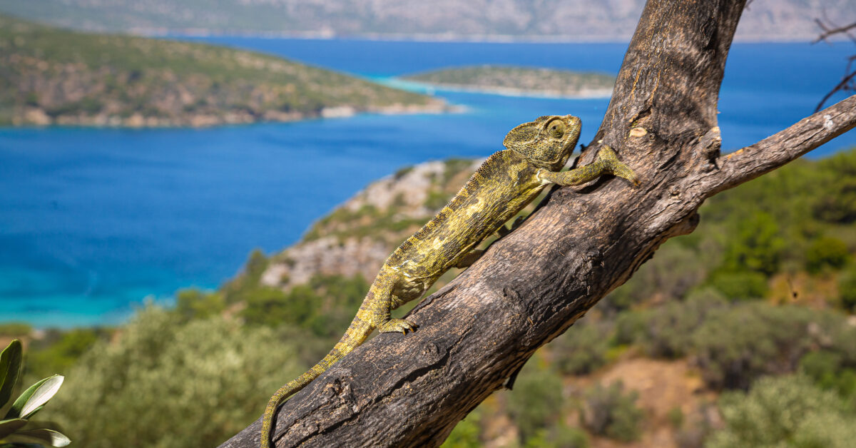 Samos Island Wildlife and Nature Holidays